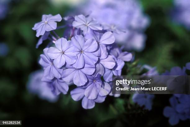 West indies flore tropical flower dentelaire plombago du cap plumbago auriculata jardin de balata garden antilles flore fleur plante tropicale...