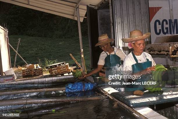 West indies martinique agriculture banana factory people antilles martinique agriculture usine de banane personnage.