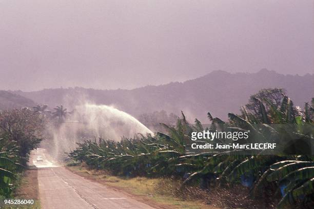 West indies martinique agriculture field watering banana antilles martinique agriculture arrosage des champs de bananiers.