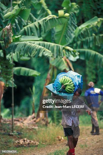 West indies martinique agriculture banana factory man people crop antilles martinique agriculture usine de banane homme recolte personnage.