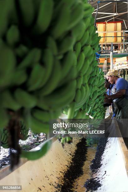 West indies martinique agriculture banana factory antilles martinique agriculture usine de banane.