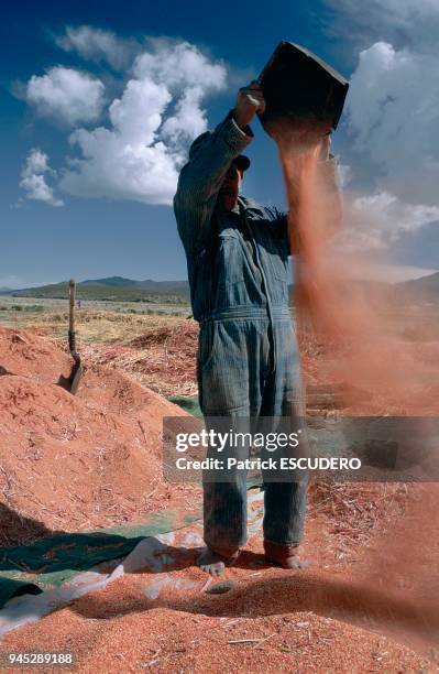 Cette c?r?ale tr?s nutritive, que l'on a appel? le "bl? des Incas", pousse sur les hauts plateaux andins jusqu'? plus de 4000 m d'altitude. C'est la...