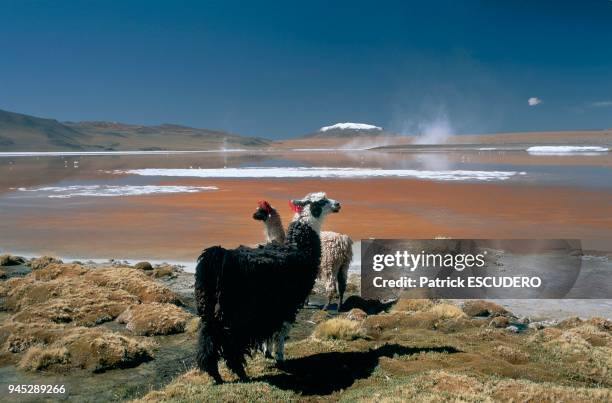 Dans le sud Lipez, r?gion volcanique du sud de la Bolivie, les lac de montagne changent de couleur en fonction de l'orientation du soleil et de la...