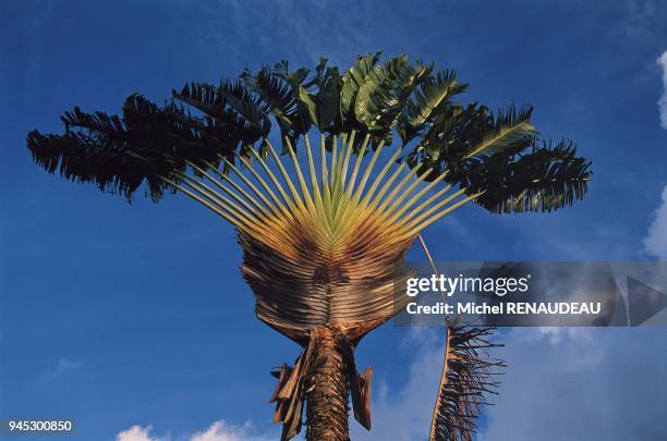 RAVENALA MADAGASCARIENSIS RAVENALA MADAGASCARIENSIS.