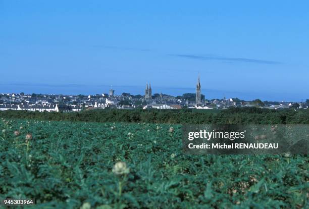 BRETAGNE ,FINISTERE,SAINT POL DE LEON,ARTICHAUT.