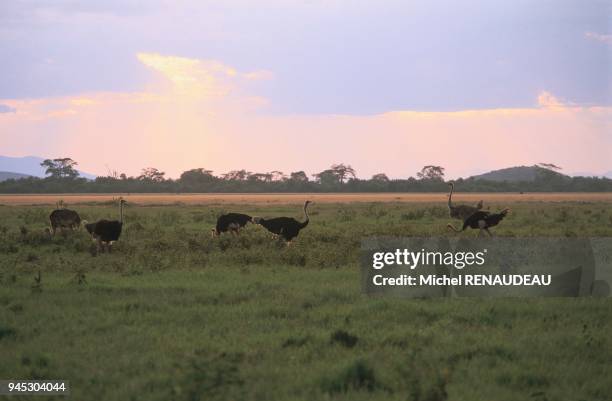 PARC D'AMBOSELI, KENYA, AFRIQUE DE L'EST.