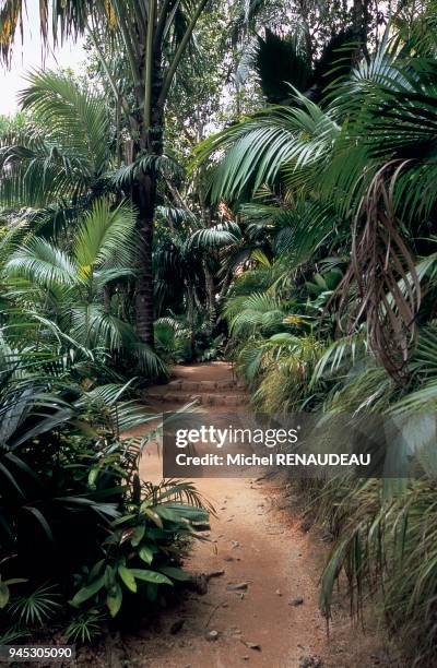 La vall?e de Mai est un des deux sites naturel des Seychelles avec l'ile d'Adabra,? ?tre plac? sous la protection de l'unesco dans le cadre du...