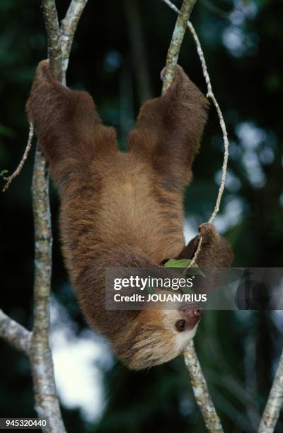 The Choloepus didactylys or unau is also called the two-toed sloth but has three toes on his back feet like his cousin, the ai. Le Choloepus...