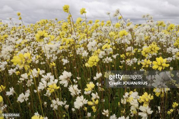 POMPOM HEAD , EVERLASTING FLOWERS IN MULLEWA AERA, WESTERN AUSTRALIA, AUSTRALIA.