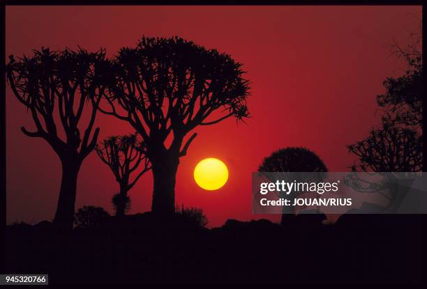 The Aloe dichotoma The kokerboom, or quiver tree, is in fact an aloe tree which can reach a heigth of 8 meters. Aloe dichotoma Le kokerboom ou...