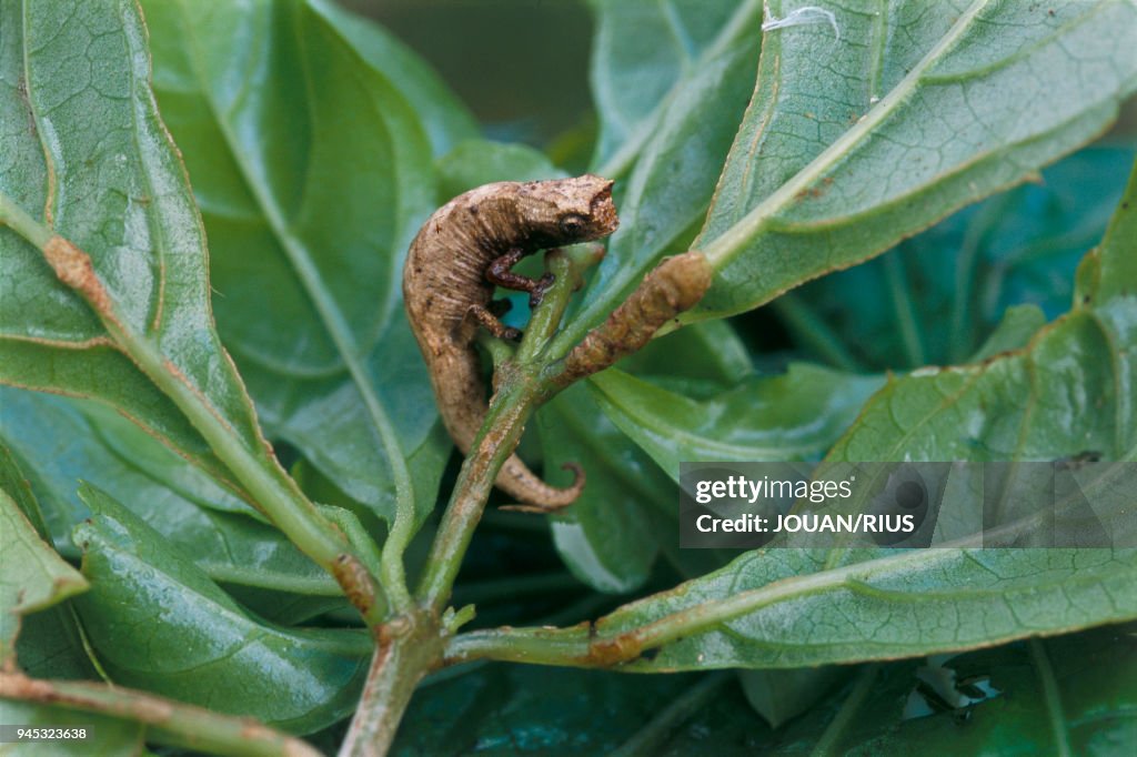 CAMELEON (Brookesia minima), LE PLUS PETIT DES CAMELEONS, MADAGASCAR NORD