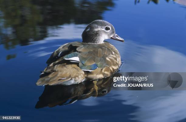 Scotland Duck Photos and Premium High Res Pictures - Getty Images