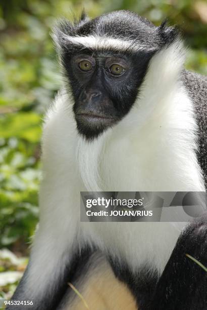 Cercopithecus Roloway 23 Roloway Stock Photos, High-Res Pictures, and Images - Getty Images