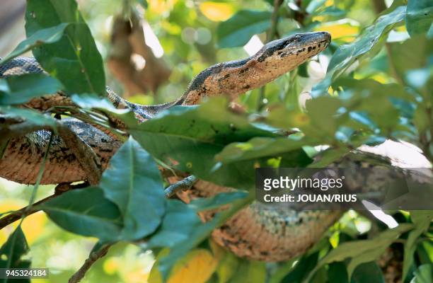 BOA CONSTRICTEUR , FORET SECHE, MADAGASCAR NORD.