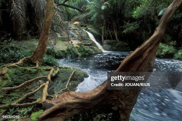 CASCADE DE TANJOR, PARC NATIONAL DE BAKO, PROVINCE DU SARAWAK, BORNEO.