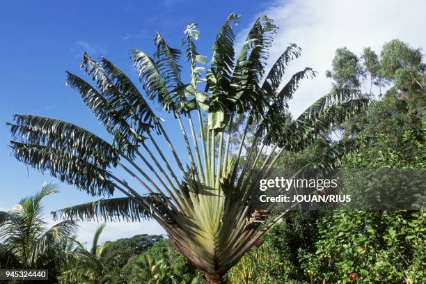 ARBRE DU VOYAGEUR , MADAGASCAR EST.