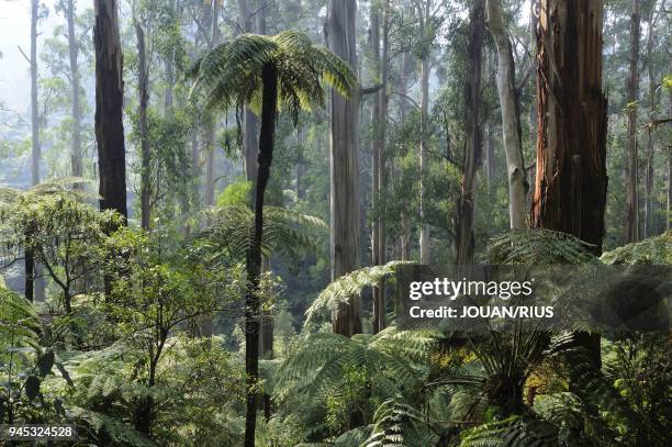 ROYAL EUCALYPTS AND SOFT TREE-FERNS , TARRA BULGA NATIONAL PARK, VICTORIA, AUSTRALIA.