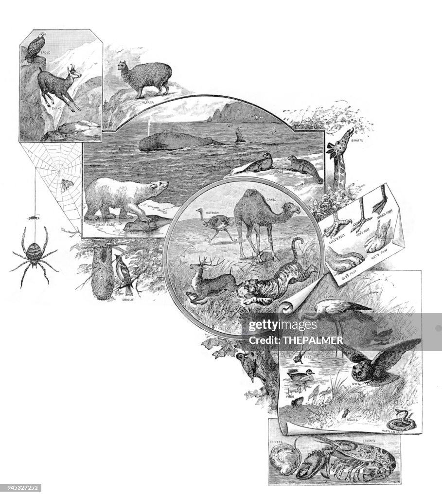 Animals engraving 1892