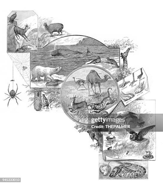 ilustrações, clipart, desenhos animados e ícones de temas de animais, gravura de 1892 - animal themes