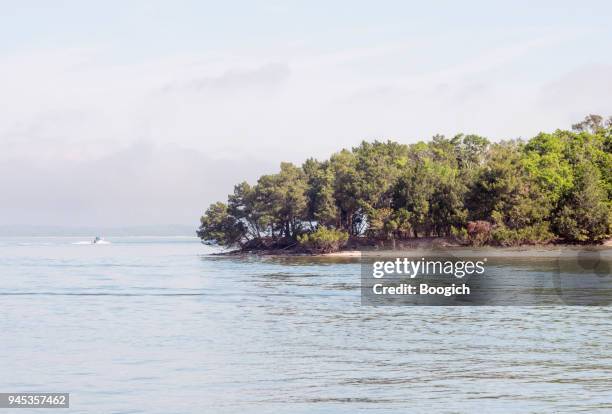 cumberland island bäume vom ozean landschaft georgia usa - insel cumberland island stock-fotos und bilder