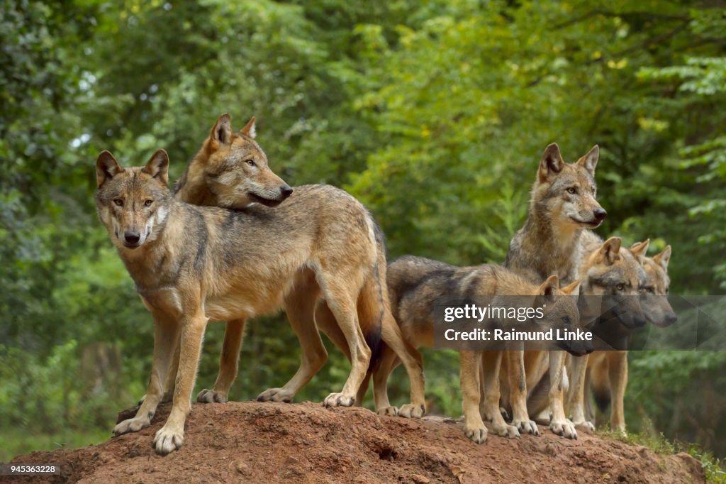 European Gray Wolf, Canis lupus lupus, Pack of Wolves, Germany