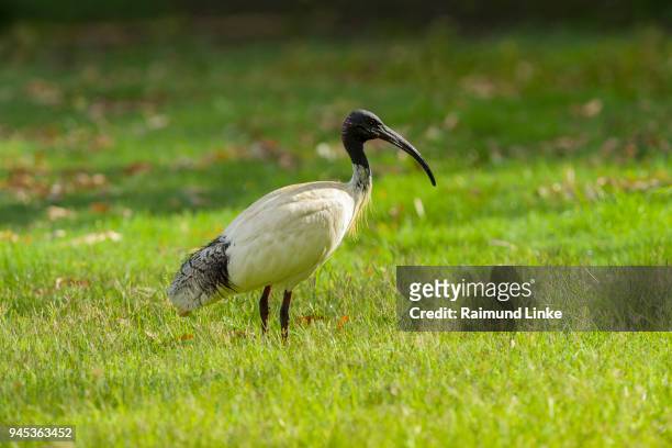 australian white ibis, threskiornis moluccus, rockhampton, queensland, australia - rockhampton fotografías e imágenes de stock