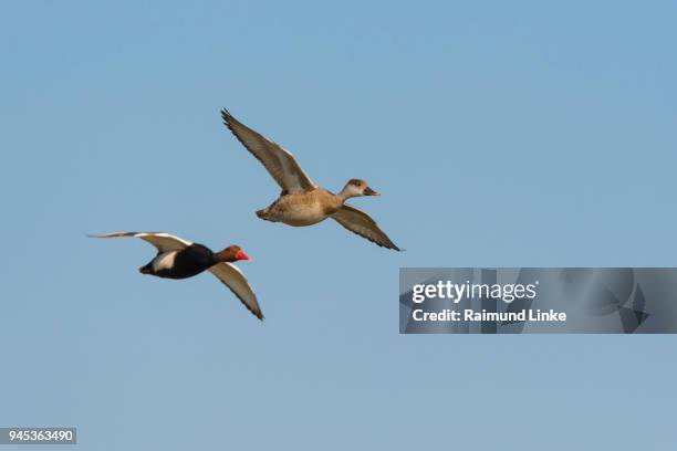 red-crested pochard, netta rufina, pair in flight, lake neusiedl, burgenland, austria, europe - rufina stock pictures, royalty-free photos & images