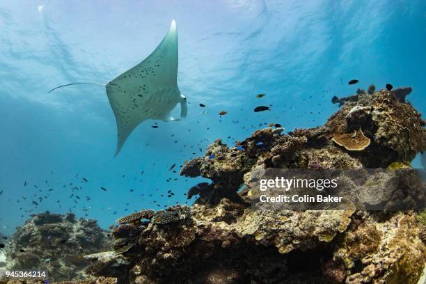 manta ray dreaming - great barrier reef australia coral stock pictures, royalty-free photos & images