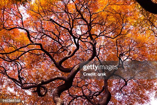 Sharp leaf maple tree Sharp leaf maple tree