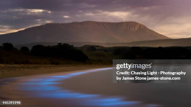 bioluminescence - hobart, tasmania - dinoflagellate stock pictures, royalty-free photos & images