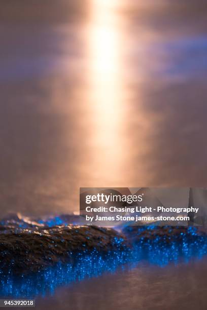 bioluminescence close-up - phytoplankton stock pictures, royalty-free photos & images