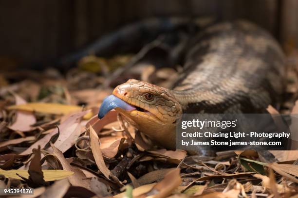 blue-tongued lizard - animal tongue fotografías e imágenes de stock