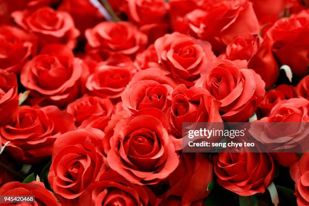 59 Roses 1,913 Roses On A Bed Stock Photos, High-Res Pictures, and Images ...