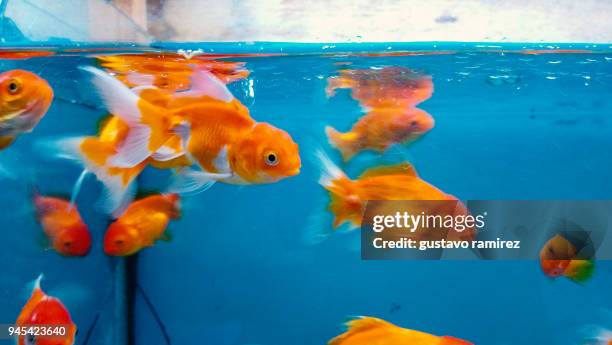 gold fish inside blue fishbowl - goldfish leap 個照片及圖片檔