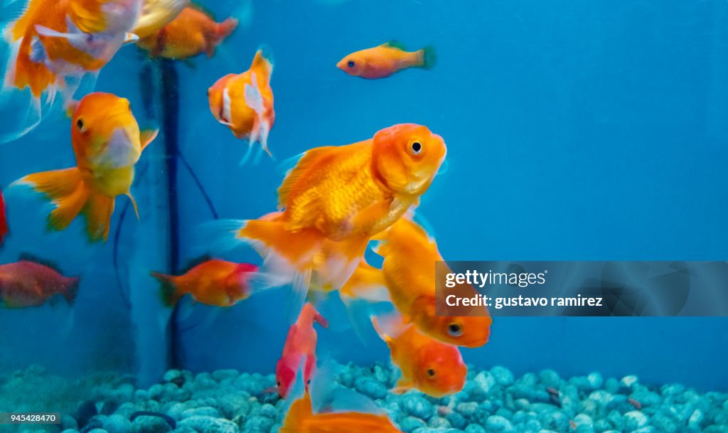 Gold fish inside blue fishbowl