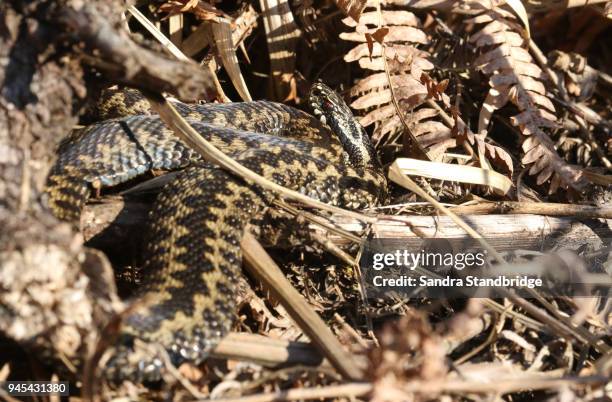 a stunning male adder ( vipera berus) warming itself in the spring sunshine. - língua de mentiroso imagens e fotografias de stock