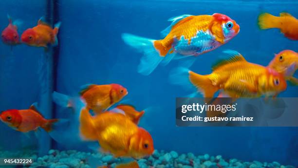 gold fish inside blue fishbowl - carassius auratus auratus stock pictures, royalty-free photos & images