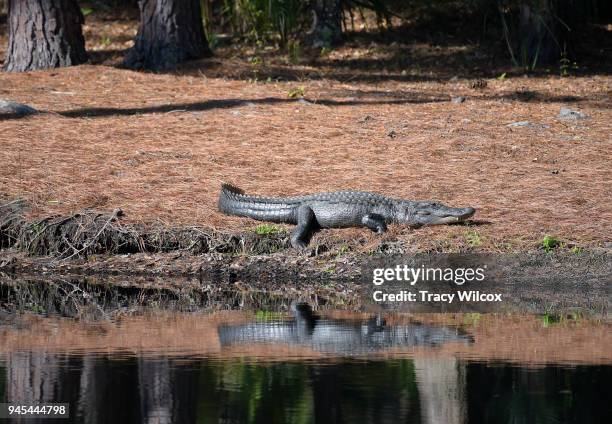Aligator Rbc 465 South Carolina Alligator Stock Photos, High-Res Pictures, and ...