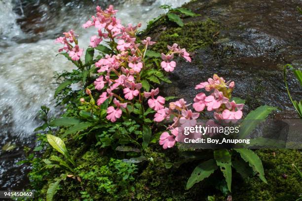 pink snapdragons flowers growth on the rock nearly mun daeng waterfalls in phu hin rong kla national park in thailand. - phitsanulok province stock pictures, royalty-free photos & images