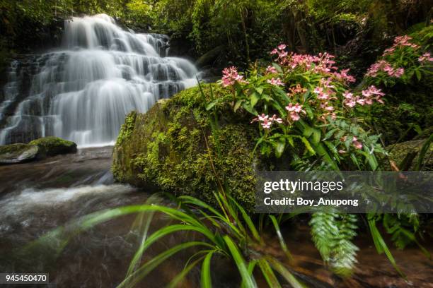 pink snapdragons flowers growth on the rock nearly mun daeng waterfalls in phu hin rong kla national park in thailand. - phitsanulok province stock pictures, royalty-free photos & images