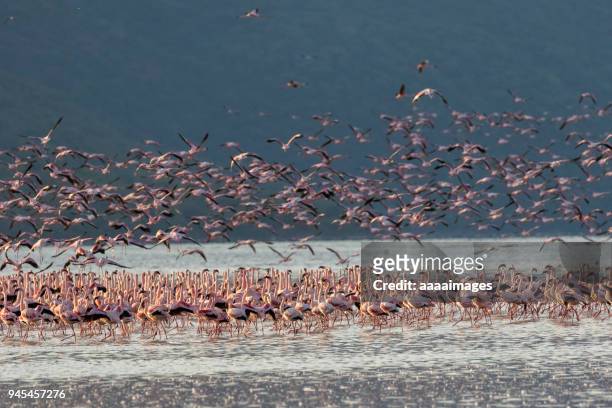 pink flamingos in nakuru lake - lake nakuru fotografías e imágenes de stock
