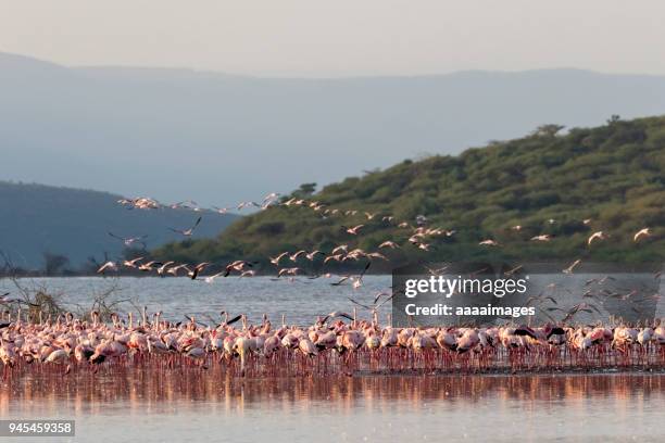 pink flamingos in nakuru lake - lake nakuru nationalpark stock-fotos und bilder