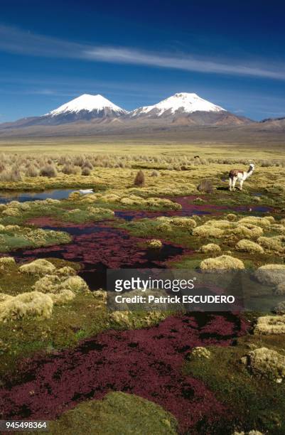 Le parc transfrontalier du Sajama entre le Chili et la Bolivie est une zone d'Altiplano qui s'?tend ? 4000 m?tres d'altitudes o? les populations...
