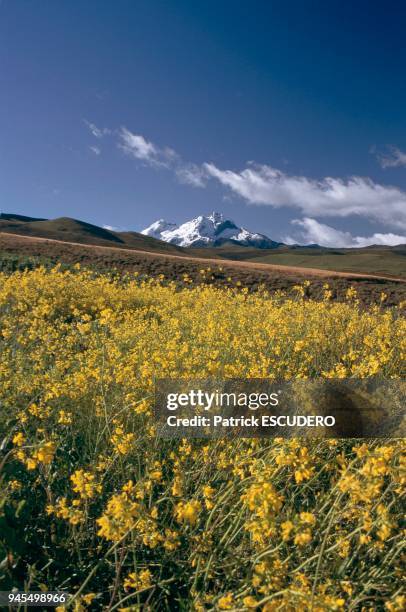 Dans la vall?e des volcans, sur les pentes du Carihairazo, volcan au c?ne souffl? proche du Chimborazo,les cultures s'?tagent ? plus de 4000 m?tres...