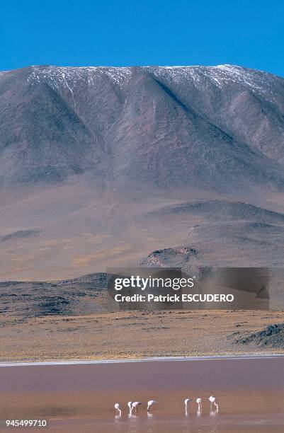 Dans le sud Lipez, r?gion volcanique du sud de la Bolivie, les lac de montagne changent de couleur en fonction de l'orientation du soleil et de la...