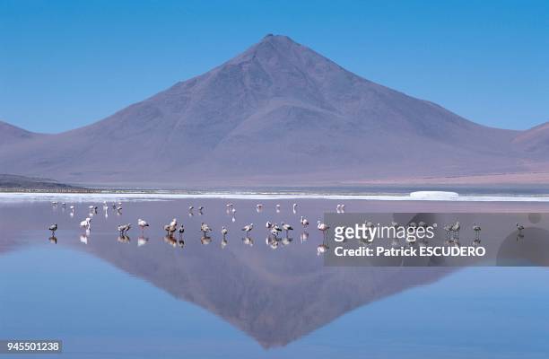 La r?gion volcanique du sud Lipez situ?e au sud de la Bolivie abondent en lacs de montagnes peupl?s de flamands roses qui y trouvent un lieu de...