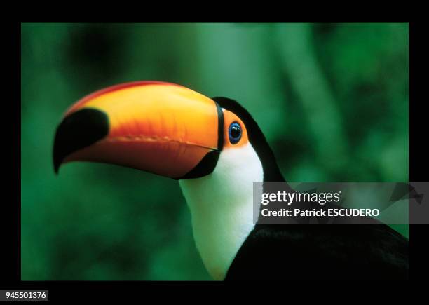 Le toucan est un oiseau des for?t tropicales humides reconnaissable ? son grand bec jaune orang?.