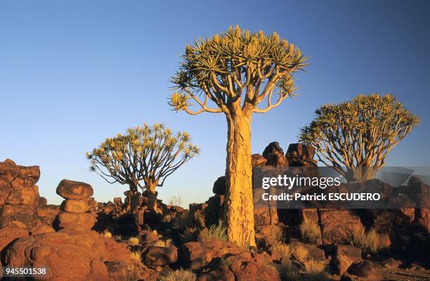 Foret de kokerboom dans la r?gion de Keetmanshoop, sud de la Namibie. Aloe dichotoma Le kokerboom ou arbre-carquois est en fait un alo?s pouvant...