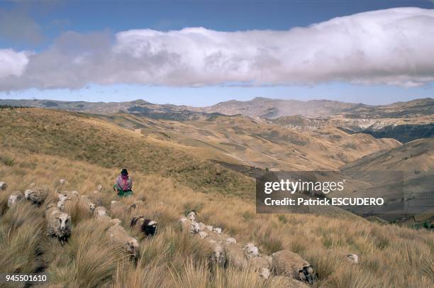 Dans la vall?e de Zumbahua, province du Cotopaxi, une Indienne m?ne son troupeau de moutons dans le Paramo, zone ?cologique d'altitude situ?e ? plus...