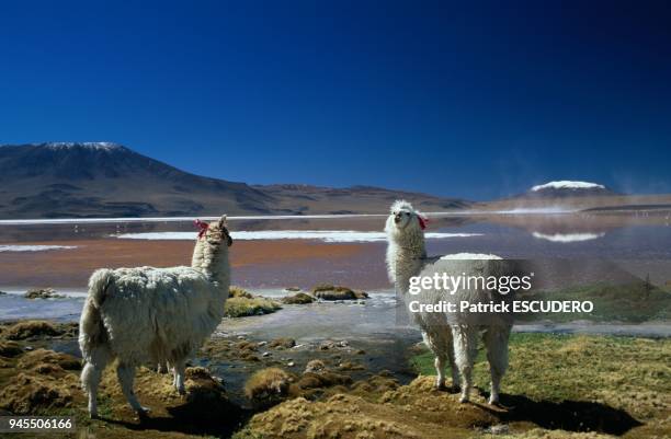 Dans le sud Lipez, r?gion volcanique du sud de la Bolivie, les lac de montagne changent de couleur en fonction de l'orientation du soleil et de la...